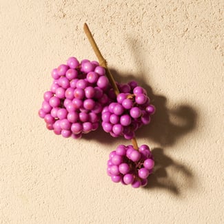 Beautyberry Ingredient