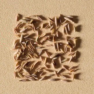 Carrot Seeds Ingredient