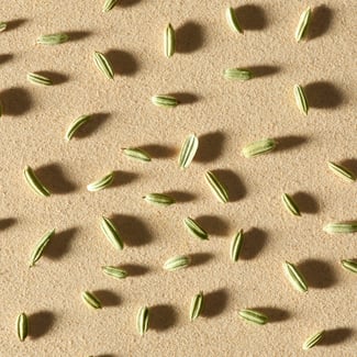 Fennel Seed ingredient