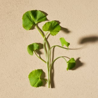 Indian Pennyworth Ingredient