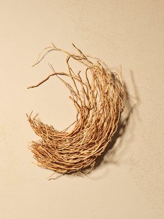 Vetiver