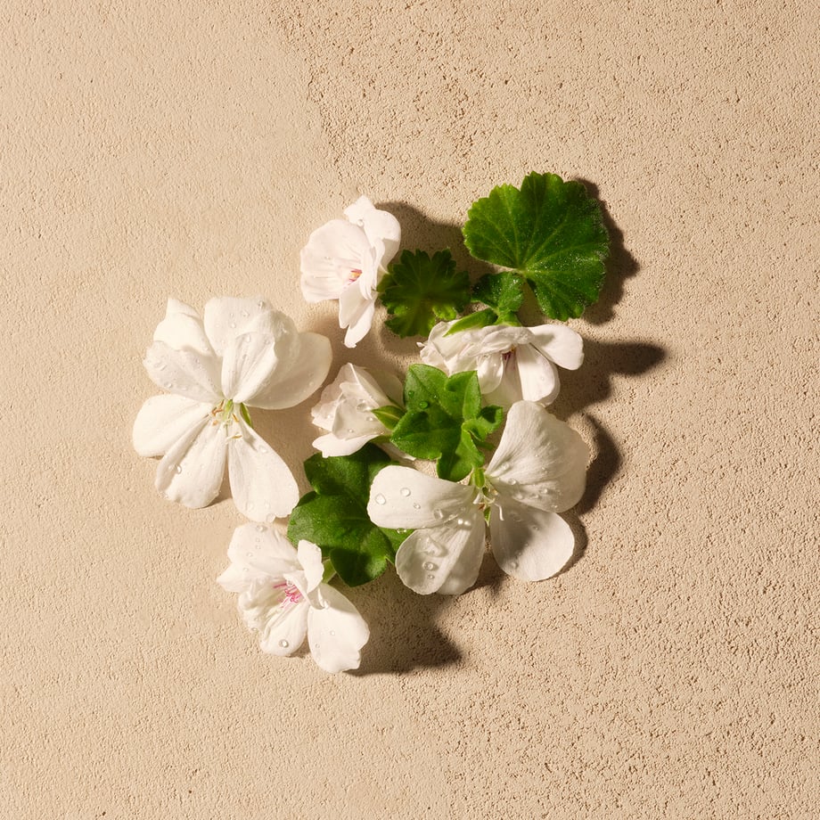 Image of geranium flowers on plain background